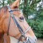 Stroombroek Manege