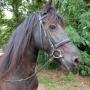 Stroombroek Manege