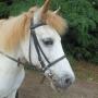 Stroombroek Manege