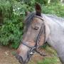 Stroombroek Manege