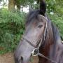 Stroombroek Manege