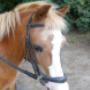 Stroombroek Manege