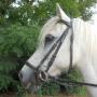 Stroombroek Manege