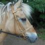 Stroombroek Manege