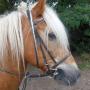 Stroombroek Manege