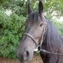 Stroombroek Manege