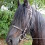 Stroombroek Manege