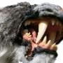 Manimal Works
