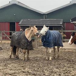 Meers Paarden Centrum