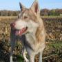 Mens en Hond Consultancy
