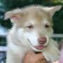 Mens en Hond Consultancy