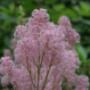Millefleurs Hoveniersbedrijf