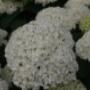 Millefleurs Hoveniersbedrijf
