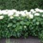 Millefleurs Hoveniersbedrijf