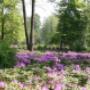 Rhodondendrons in het park