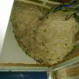 wespen boven verlaagd plafond