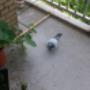 Duifoverlast op balkon