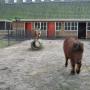 Kinderboerderij Ons Marieke