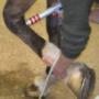 Paardenpraktijk West Brabant