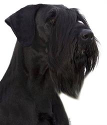 Perfect Trim
