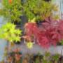 Selectie Bonsai