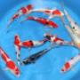 Japanse Koi