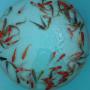 Baby koi