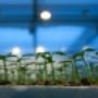 Geest Maasland BV Plantenkwekerij P van
