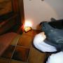 Muizen controle