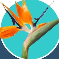 Rozemarijn Bloemenshop