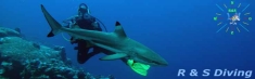 R & S DIVING