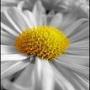 Homeopatisch Arts Ph Stehouwer