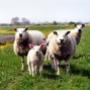 Streng BV Agrarisch Onroerend Goed NVM