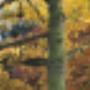 Theeschenkerij Velserbeek