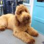 Hondentrimsalon A la Professionnelle