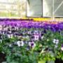 Tuincentrum van den Berg