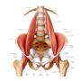Psoasmassage