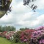 Rhododendron haag