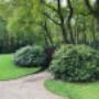 Rhododendronwolk van Catawbiënse Grandiflorum