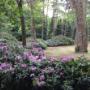 Rhododendron Catawbiënse Grandiflorum