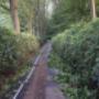 Rhododendron snoeien