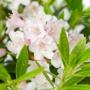 Dwergrhododendron Bloombux