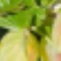 timthumb.php