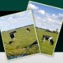 Eysinga & Oostra cs Rentmeesters en Juristen