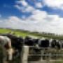 Eysinga & Oostra cs Rentmeesters en Juristen