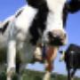 Eysinga & Oostra cs Rentmeesters en Juristen