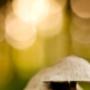 Ambiance Zonwering Van Steenoven