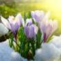 Ambiance Zonwering Van Steenoven