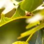 Ambiance Zonwering Van Steenoven