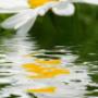Ambiance Zonwering Van Steenoven